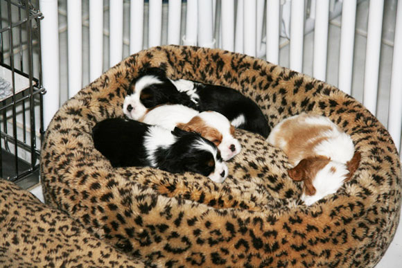 Puppy beds